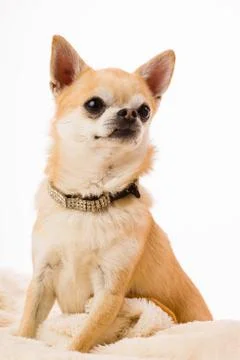 Chihuahua Foto stock
