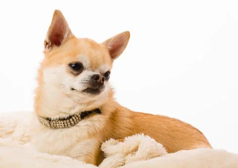 Chihuahua Foto stock