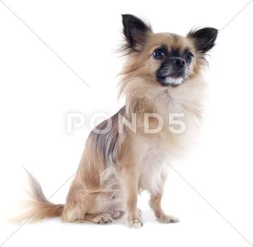 Chihuahua Stock Photos