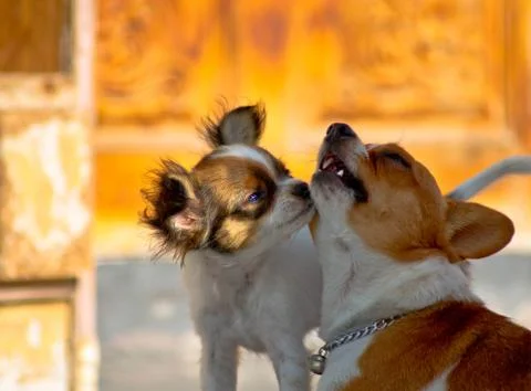 Chihuahua. Stock Photos