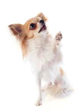 Chihuahua Stock Photos
