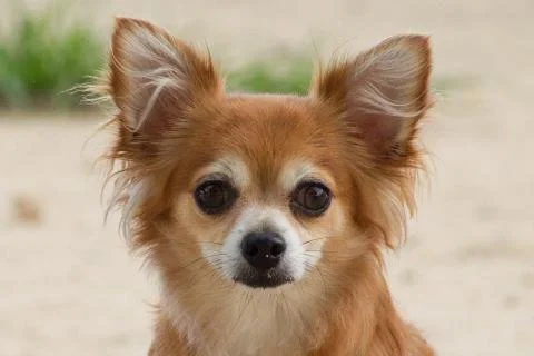Chihuahua 스톡 사진
