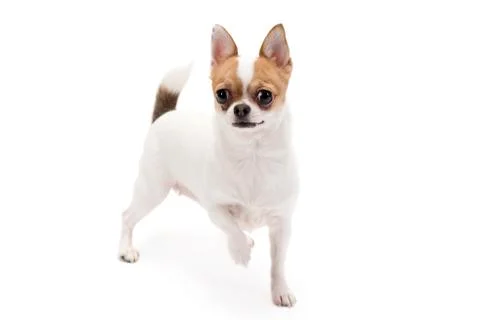 Chihuahua Stock Photos