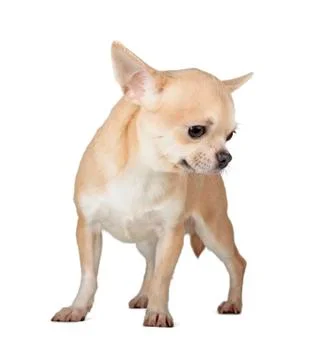 Chihuahua Stock Photos