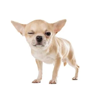 Chihuahua Stock Photos