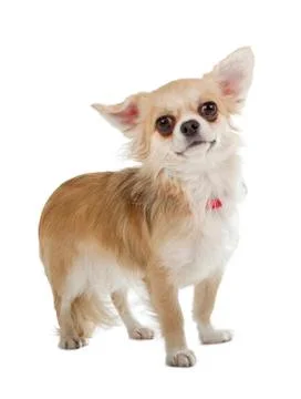 Chihuahua Stock Photos