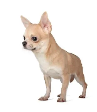 Chihuahua Stock Photos