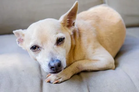 Chihuahua Stock Photos