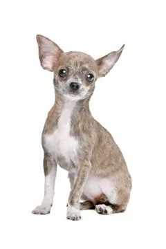 Chihuahua Stock Photos