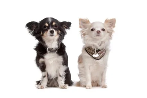 Chihuahua Stock Photos