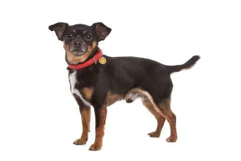 Chihuahua Stock Photos