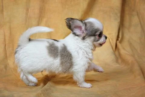 Chihuahua Stock Photos