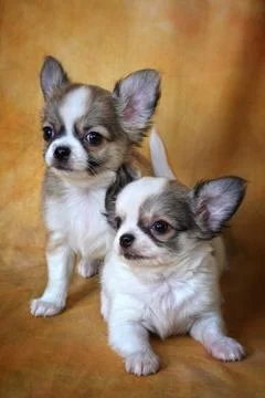 Chihuahua Stock Photos