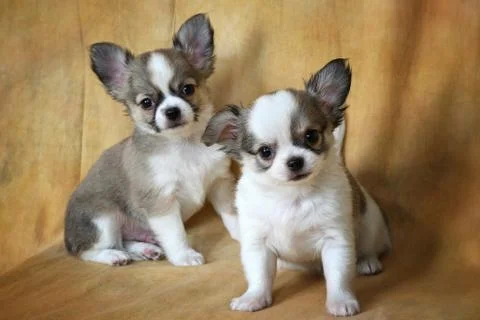 Chihuahua Foto stock
