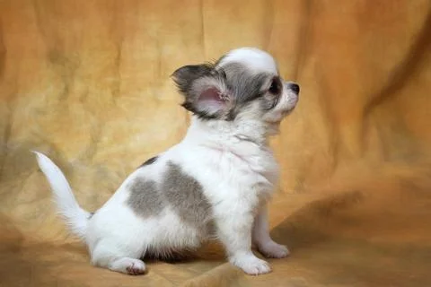 Chihuahua Stock Photos