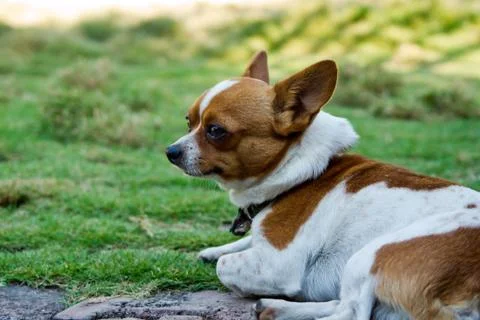 Chihuahua Stock Photos