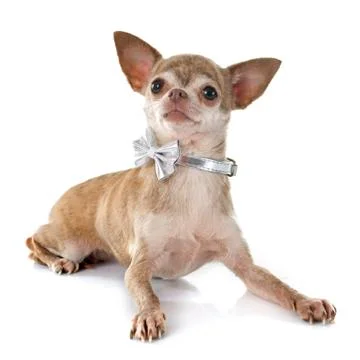 Chihuahua Stock Photos