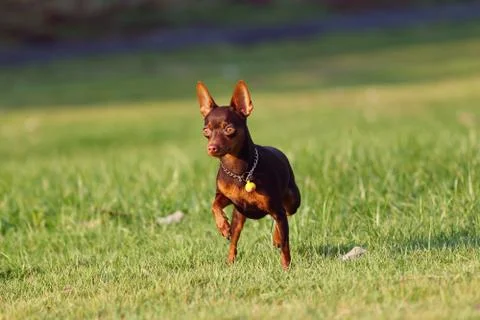 Chihuahua Stock Photos
