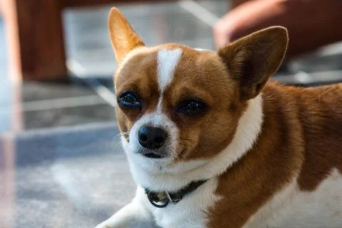 Chihuahua Stock Photos