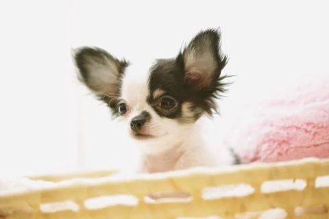 Chihuahua Stock Photos