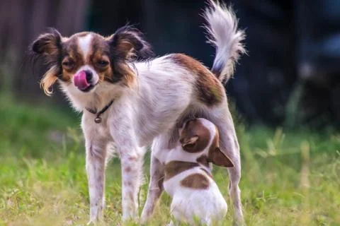 Chihuahua Stock Photos