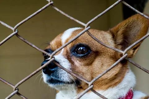 Chihuahua Stock Photos