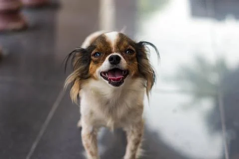 Chihuahua Stock Photos