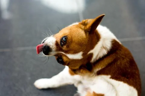 Chihuahua Stock Photos