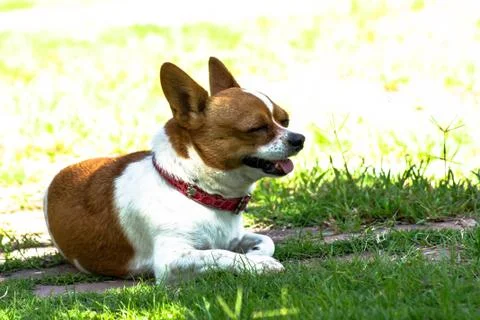 Chihuahua Stock Photos