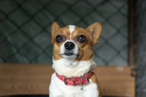 Chihuahua Stock Photos