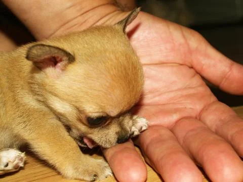 Chihuahua Stock Photos