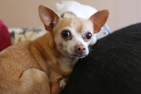 Chihuahua Stock Photos