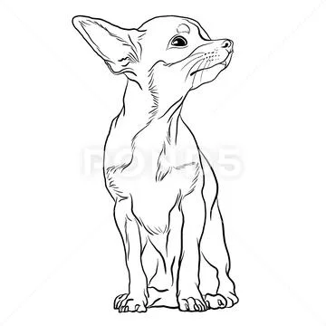 Chihuahua doodle sales