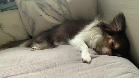 Chihuahua sleeping on the couch Stock Footage 229457879