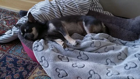 Chihuahua sleeping. Stock Footage 113799134