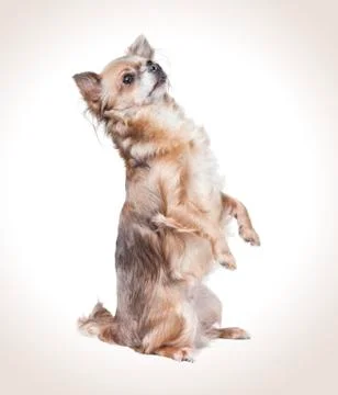 Chihuahua standing Stock Photos