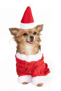 Chihuahua with stocking cap Photos