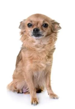 Chihuahua in studio Stock Photos