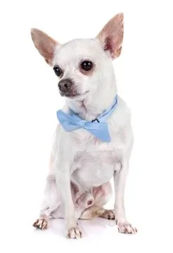 Chihuahua in studio Stock-Fotos