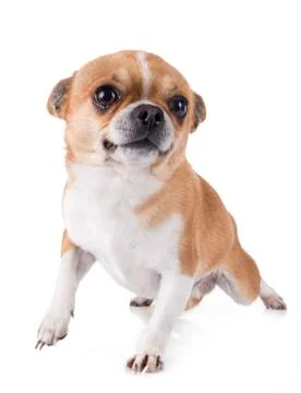 Chihuahua in studio Stock Photos