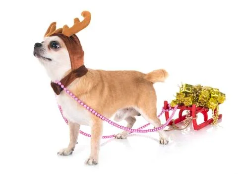 Chihuahua in studio Stock Photos