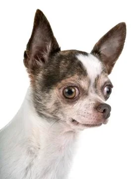 Chihuahua in studio Stock Photos