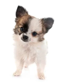 Chihuahua in studio Stock Photos