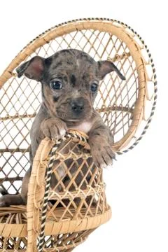 Chihuahua in studio Stock Photos