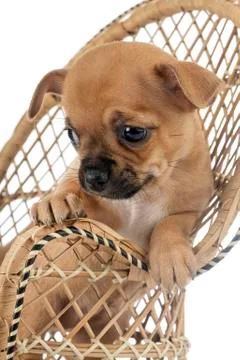 Chihuahua in studio Stock Photos