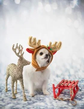 Chihuahua in studio Stock Photos