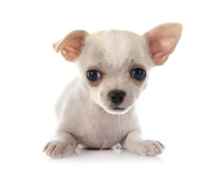 Chihuahua in studio Stock Photos