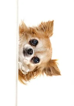 Chihuahua in studio Stock Photos