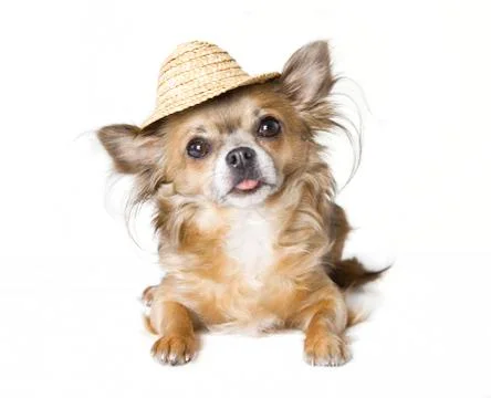 Chihuahua with sunhat 写真素材