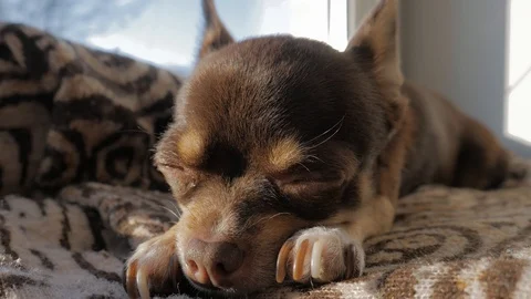 Chihuahua on a sunny window Stock Footage 101824414